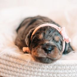 Bernedoodle and Goldendoodle Puppies from Hommel’s Mini Darling Doodles