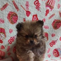 Boy 3 - Pomeranian puppy in Tulsa County, Oklahoma from CP Kennels