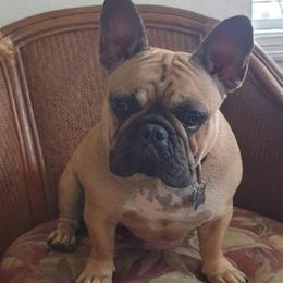 Masha - French Bulldog