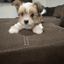 Dewey - Parti male Yorkshire Terrier puppy in Elk Ridge, Utah from Janita's Yorkshire Terriers