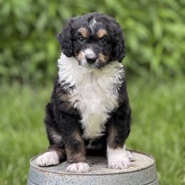 Flora - Black tri-color female Aussiedoodle puppy in Germantown, Ohio from Doodle Patch Farm