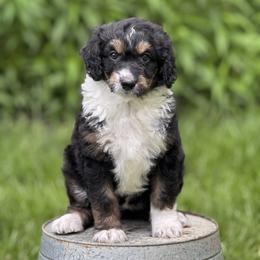 Flora - Black tri-color female Aussiedoodle puppy in Germantown, Ohio from Doodle Patch Farm
