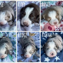 Miniature Australian Shepherd puppies from August Oaks Aussies