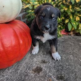 Australian Shepherd Puppies from Blosenski Aussies