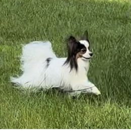 Tag - Papillon