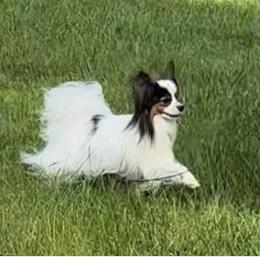 Tag - Papillon