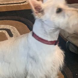 Harper - Scottish Terrier