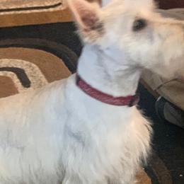 Harper - Scottish Terrier