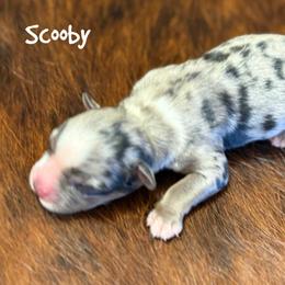 Scooby - Blue merle male Miniature Australian Shepherd puppy in Garden Plain, Kansas from Krazy K Aussies