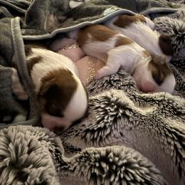 Shih Tzu Puppies from Wood Foo Breeders