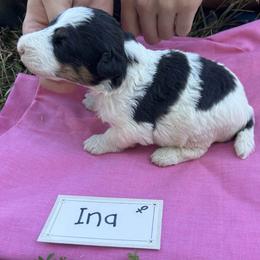 Girl 2 - female Wire Fox Terrier puppy in Timberlake, North Carolina from Lyndon Meadow Farm