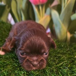 Erine (Theodore) - Chocolate male Shih Tzu puppy in Brighton, Missouri from Morningstar's Shih Tzu