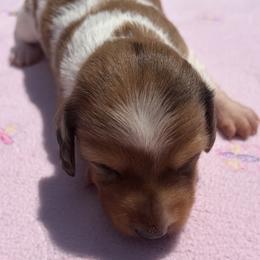 Girl 1 - Dapple female Dachshund puppy in Columbiana, Alabama from Tonya's Dachshunds