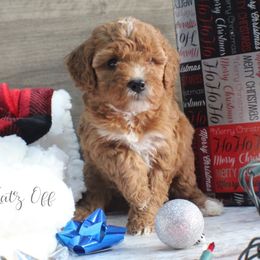 Cavapoo and Pomsky Puppies from Hatz Off Puppies