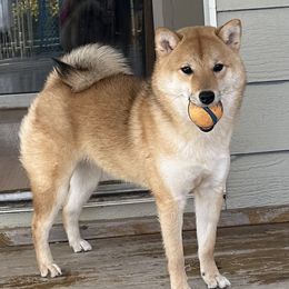 Shiba Inu from West Coast Shibas