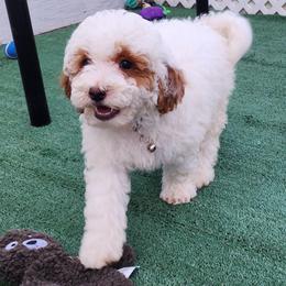 Tanner - Parti male Goldendoodle puppy in Los Molinos Ca, California from Sunshine Sanctuary Doodles