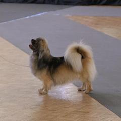 Tibetan Spaniels from Ambrier Tibetan Spaniels