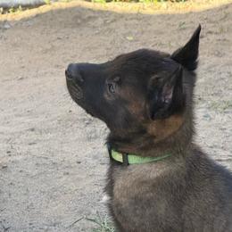 Green - Fawn sable male Belgian Malinois puppy in Boise, Idaho from Wings of Freedom Retrievers and Malinois