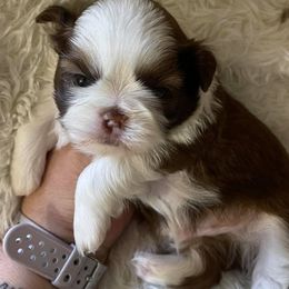 Shih Tzus from Tennessee's Treasured Shih Tzus