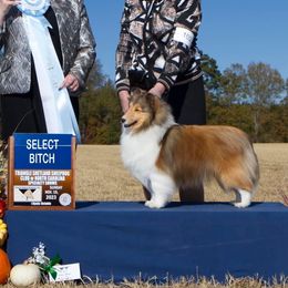 Shetland Sheepdog All Grown Up from Wistwin