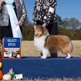 Shetland Sheepdog All Grown Up from Wistwin