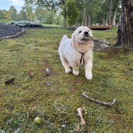 Golden Retriever Puppies from Suncoast Goldens