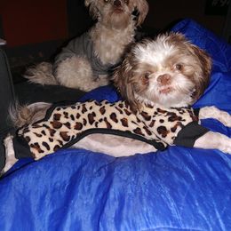 Punky - Shih Tzu