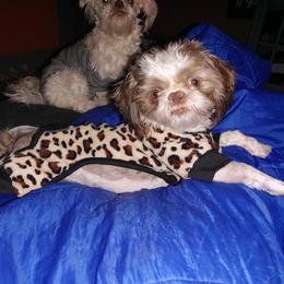 Punky - Shih Tzu