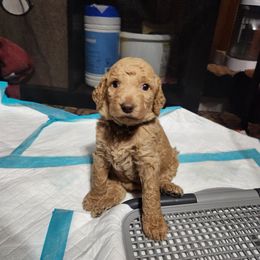 Poodle Puppies from Taya's Pups