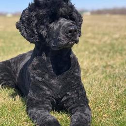 Lagotto Romagnolo and Portuguese Water Dog Puppies from Shooting Star Water Dogs