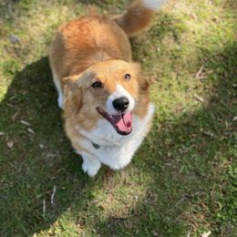 Vixy - Pembroke Welsh Corgi