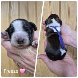 Freeze - Liver white and tan female English Springer Spaniel puppy in Freeland, Michigan from McNally's Springer Spaniels