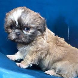 Grayson - Blue and white male Shih Tzu puppy in Victorville, California from RUMBLE n TUMBLE