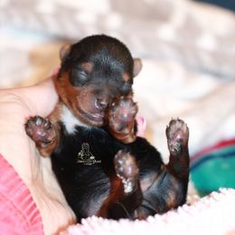 Yorkshire Terrier Puppies from Essence of Grace Yorkies