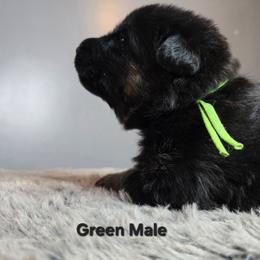 Green - Black and red male German Shepherd puppy in Tony, Wisconsin from Muddy Acres German Shepherds