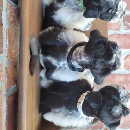 Miniature Schnauzer Puppies from B & B Miniature Schnauzers