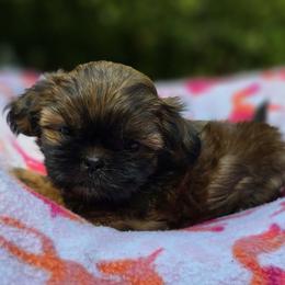Lily's Girl - Red female Shih Tzu puppy in Oakville, Washington from Garrard Creek Shih Tzus