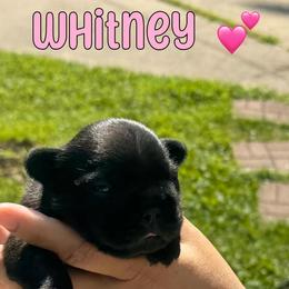 French Bulldog Puppies from jack & Ruby's Frenchies