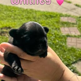 French Bulldog Puppies from jack & Ruby's Frenchies