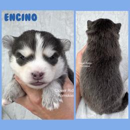 Encino - Blue male Pomsky puppy in Sheffield, Iowa from Clover Ridge Pomskies
