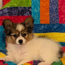 Linus - White and sable male Papillon puppy in Myakka City, Florida from LaRae's Papillons