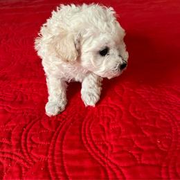 Casper - Cream male Poodle puppy in Lexington, Tennessee from Jm’s Precious Poodles