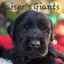 Girl 4 - Black female Giant Schnauzer puppy in Billings (Bil), Montana from Kaiser's Giants
