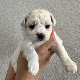 Red girl - White female Bichon Frise puppy in Lake Elsinore, California from Amber's Bichon Frise and Poodles