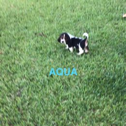 Aqua - Black brown and white female Basset Hound puppy in Valley, Alabama from Beverly's Bassets