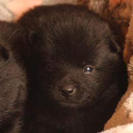 Tiny girl (no collar color) - Black female Schipperke puppy in Grants Pass, Oregon from Walking Hart Schipperkes
