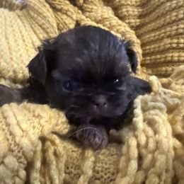 Boy 3 - Chocolate male Shih Tzu puppy in Peoria, Arizona from Jodi’s Shihtzus
