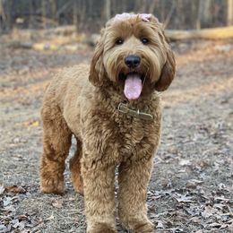 Whisky - Australian Labradoodle
