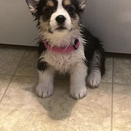 American Corgi and Pembroke Welsh Corgi Puppies from Cascadian Space Coast Corgis LLC