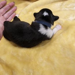 American Corgi Puppies from Shadey Lane Corgis